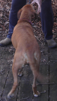 <img0*200:stuff/z/10620/Sky%2527s%2520Dog%2520Reference%25202/Nov24-06_027.png>