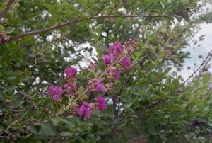 <img300*0:stuff/z/10620/Sky%2527s%2520Stock%2520for%2520Chimes%25202/Sky%20Stock%20for%20Chime0506.jpg>