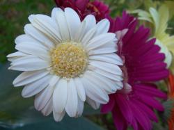 <img250*0:stuff/z/11111/somestockphotoforupload/Flowers.jpg>