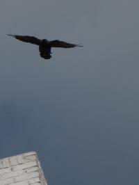 <img200*0:stuff/z/120408/Trennas%2520Reference%2520Photography%253a%2520Post-Apocalyptic/IMG_4151.JPG>