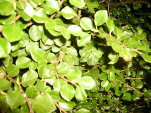 <img300*0:stuff/z/122153/InsertSomethingWittyandFunny/i1247657116_11.jpg>