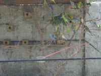 <img0*150:stuff/z/12879/Patricio%2520in%2520Arequipa/Imagen%20101.jpg>
