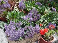 <img0*150:stuff/z/12879/Patricio%2520in%2520Arequipa/Imagen%20150.jpg>