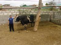 <img0*150:stuff/z/12879/Patricio%2520in%2520Arequipa/Imagen%20160.jpg>