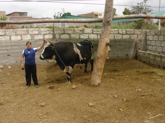 <img0*500:stuff/z/12879/Patricio%2520in%2520Arequipa/Imagen%20160.jpg>