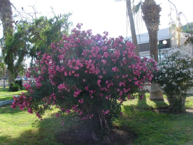 <img0*500:stuff/z/12879/Patricio%2520in%2520Arica/Imagen%20195.jpg>