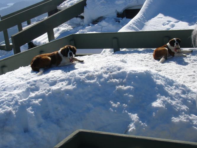 <img0*500:stuff/z/12879/Patricio%2520in%2520Bariloche/DSC03848.JPG>