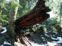 <img0*150:stuff/z/12879/Patricio%2520in%2520Bariloche/DSC03880.JPG>