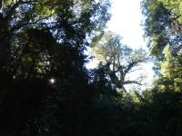 <img0*150:stuff/z/12879/Patricio%2520in%2520Bariloche/DSC03885.JPG>