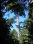 <img0*150:stuff/z/12879/Patricio%2520in%2520Bariloche/DSC03931.JPG>