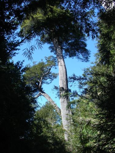 <img0*500:stuff/z/12879/Patricio%2520in%2520Bariloche/DSC03931.JPG>