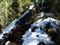 <img0*150:stuff/z/12879/Patricio%2520in%2520Bariloche/DSC03936.JPG>