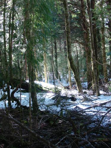 <img0*500:stuff/z/12879/Patricio%2520in%2520Bariloche/DSC03938.JPG>