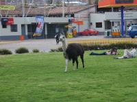 <img0*150:stuff/z/12879/Patricio%2520in%2520Cuzco%2520part%25202/Imagen%20046.jpg>