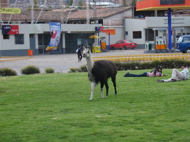 <img0*500:stuff/z/12879/Patricio%2520in%2520Cuzco%2520part%25202/Imagen%20046.jpg>