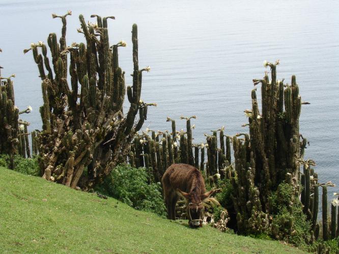 <img0*500:stuff/z/12879/Patricio%2520in%2520Lago%2520Titicaca/DSC04504.JPG>