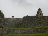 <img0*150:stuff/z/12879/Patricio%2520in%2520Macchu%2520Pichu/DSC04640.JPG>