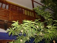 <img0*150:stuff/z/12879/Patricio%2520in%2520Oyataitambo/DSC04577.JPG>