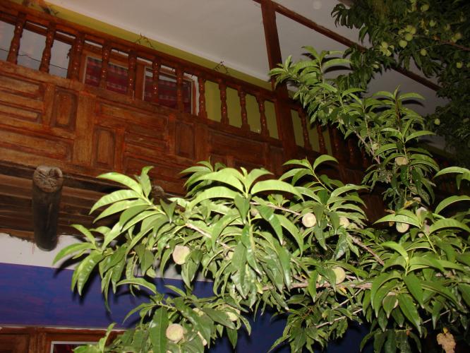 <img0*500:stuff/z/12879/Patricio%2520in%2520Oyataitambo/DSC04577.JPG>