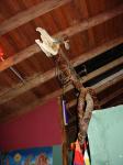<img0*150:stuff/z/12879/Patricio%2520in%2520Oyataitambo/DSC04604.JPG>