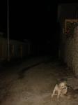 <img0*150:stuff/z/12879/Patricio%2520in%2520Oyataitambo/DSC04610.JPG>