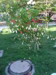 <img0*150:stuff/z/12879/Patricio%2520in%2520salitrera%2520y%2520pueblos/Imagen%20137.jpg>
