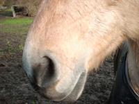 <img200*0:stuff/z/135983/atayyy%2520horses/i1168012849_1.jpg>