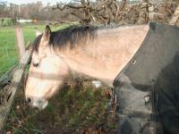 <img200*0:stuff/z/135983/atayyy%2520horses/i1168012849_10.jpg>