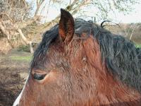 <img200*0:stuff/z/135983/atayyy%2520horses/i1168012849_11.jpg>