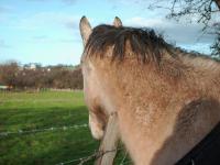 <img200*0:stuff/z/135983/atayyy%2520horses/i1168012849_12.jpg>