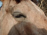 <img200*0:stuff/z/135983/atayyy%2520horses/i1168012849_13.jpg>