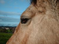 <img200*0:stuff/z/135983/atayyy%2520horses/i1168012849_14.jpg>
