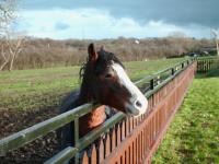 <img200*0:stuff/z/135983/atayyy%2520horses/i1168012849_15.jpg>