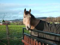<img200*0:stuff/z/135983/atayyy%2520horses/i1168012849_16.jpg>