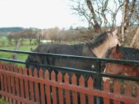 <img200*0:stuff/z/135983/atayyy%2520horses/i1168012849_17.jpg>