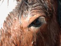 <img200*0:stuff/z/135983/atayyy%2520horses/i1168012849_2.jpg>