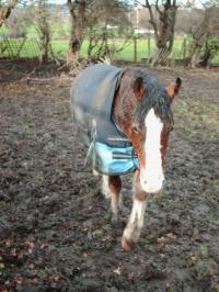 <img200*0:stuff/z/135983/atayyy%2520horses/i1168012849_3.jpg>