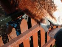 <img200*0:stuff/z/135983/atayyy%2520horses/i1168012849_4.jpg>