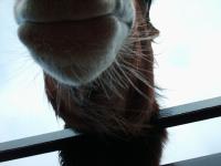 <img200*0:stuff/z/135983/atayyy%2520horses/i1168012849_5.jpg>