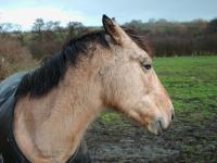 <img200*0:stuff/z/135983/atayyy%2520horses/i1168012849_6.jpg>