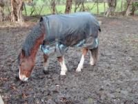 <img200*0:stuff/z/135983/atayyy%2520horses/i1168012849_7.jpg>