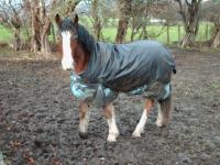 <img200*0:stuff/z/135983/atayyy%2520horses/i1168012849_8.jpg>