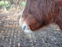 <img200*0:stuff/z/135983/atayyy%2520horses/i1168012849_9.jpg>