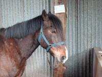 <img200*0:stuff/z/135983/horses%2520by%2520atay/i1166960785_1.jpg>