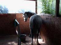 <img200*0:stuff/z/135983/horses%2520by%2520atay/i1166960785_10.jpg>