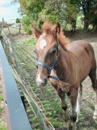 <img200*0:stuff/z/135983/horses%2520by%2520atay/i1166960785_11.jpg>