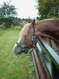 <img200*0:stuff/z/135983/horses%2520by%2520atay/i1166960785_12.jpg>