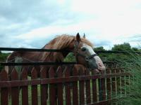 <img200*0:stuff/z/135983/horses%2520by%2520atay/i1166960785_13.jpg>