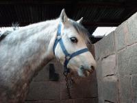 <img200*0:stuff/z/135983/horses%2520by%2520atay/i1166960785_2.jpg>