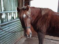 <img200*0:stuff/z/135983/horses%2520by%2520atay/i1166960785_3.jpg>